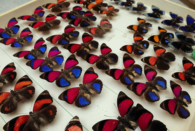 © NHM Wien